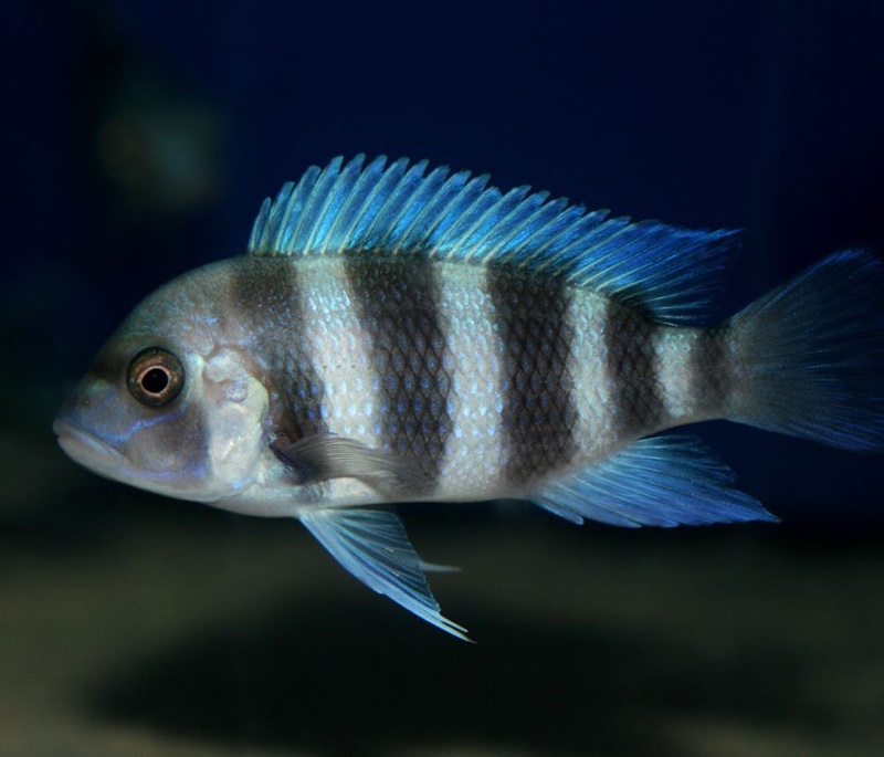 Cyphotilapia gibberosa 'Kansombo'